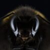 hummel, bombus, eyes, nature, insect, bee, honey bee, beekeeping, creature, macro, close up, macro photography, animal, animal world, hymenoptera